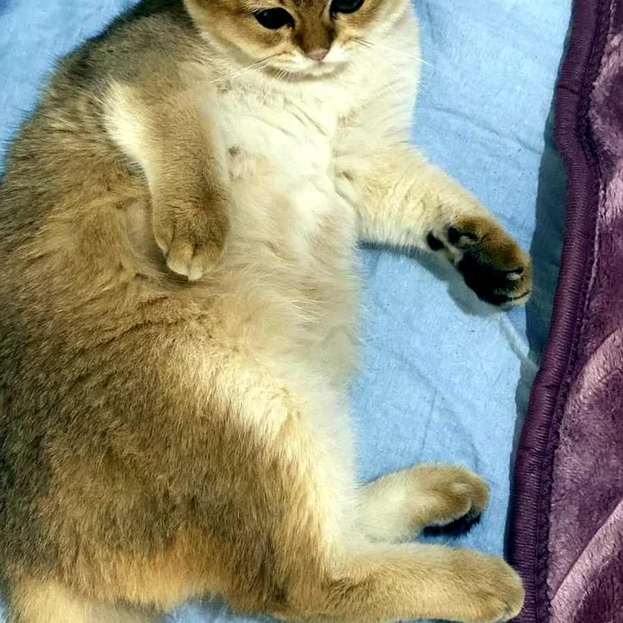 Кот и кошка в добрые руки
