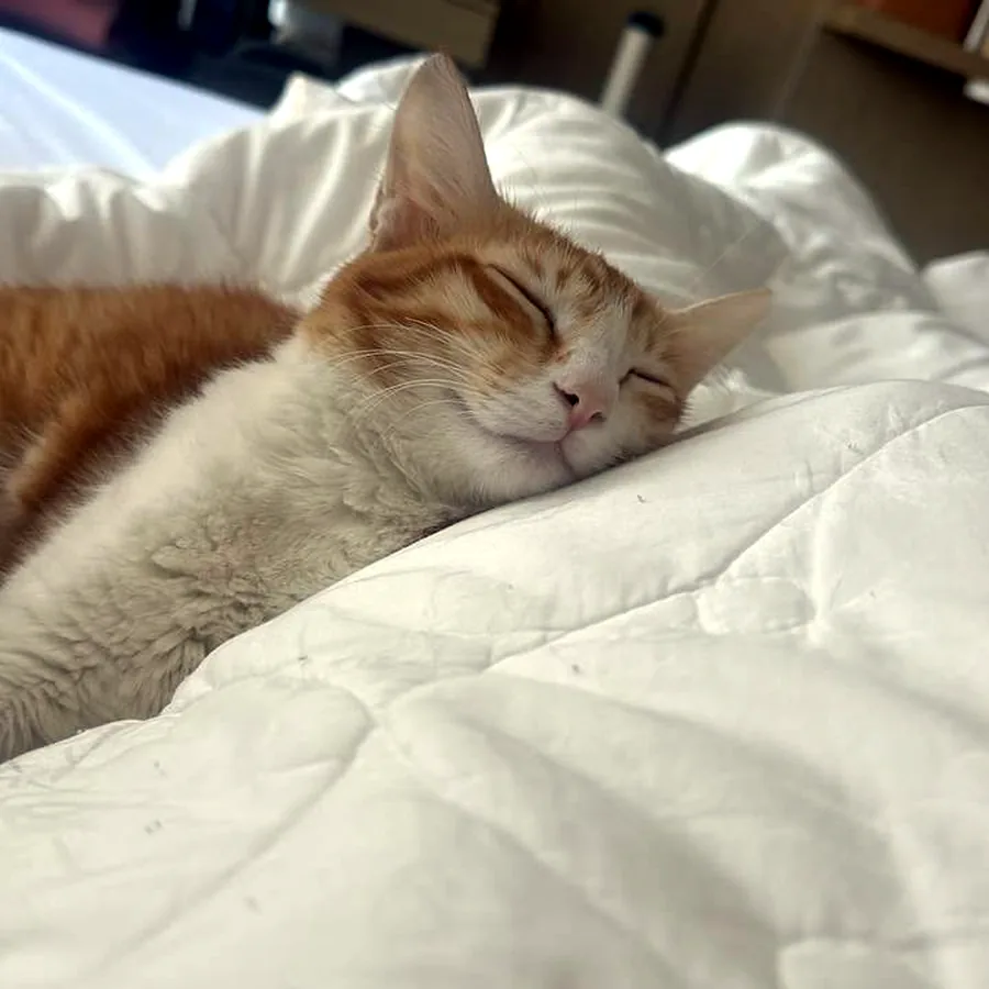 Кошка в добрые руки, 1 год, стерилизована