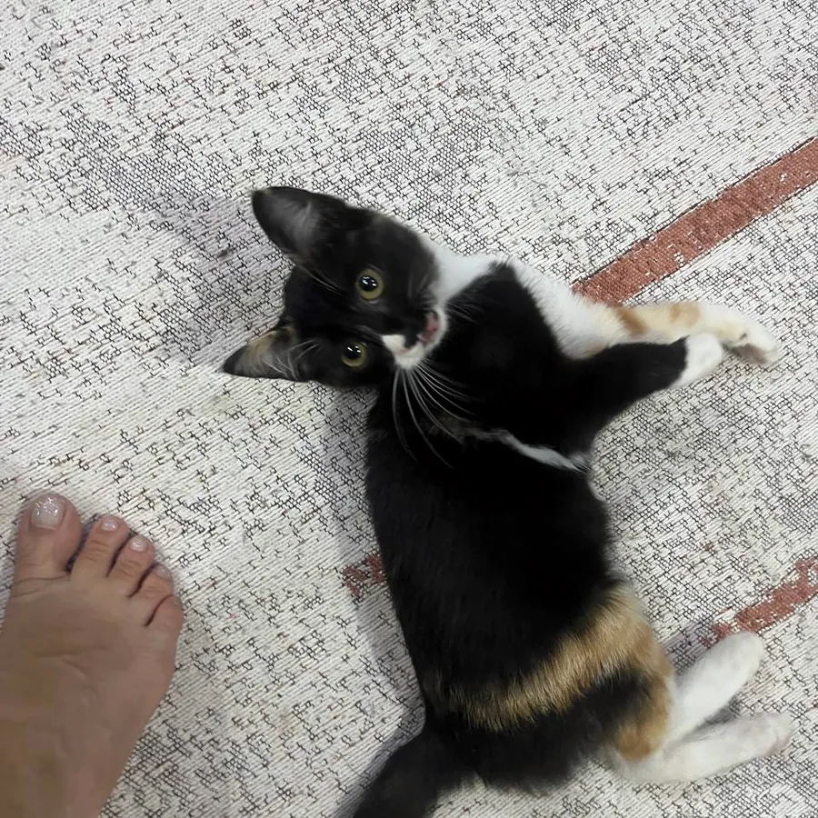 Котёнок в добрые руки, приучен к лотку