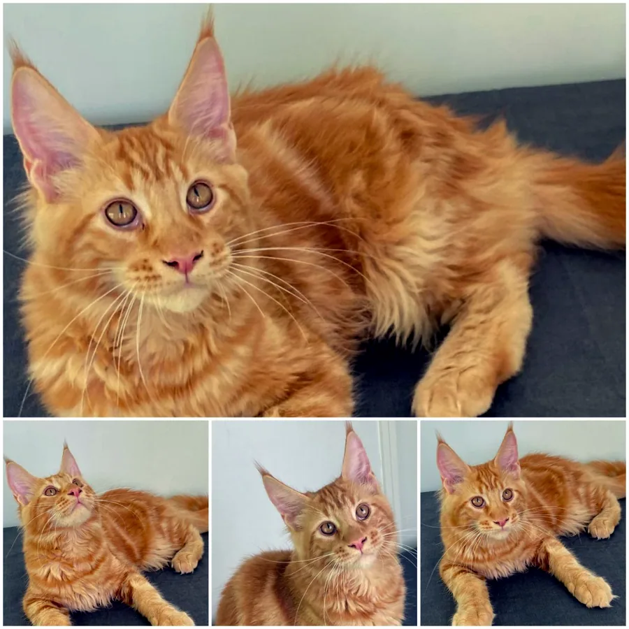 Котёнок мейнкун, 5 месяцев