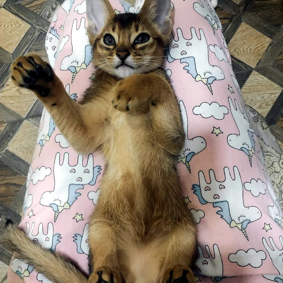 Котик абісинської породи в добрі руки