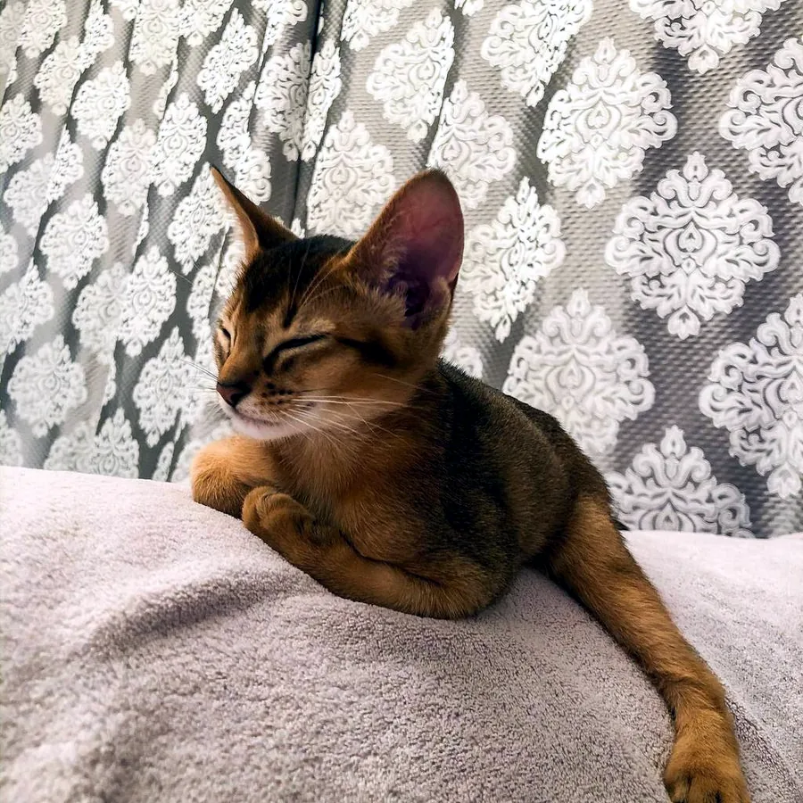 Котик абісинської породи в добрі руки