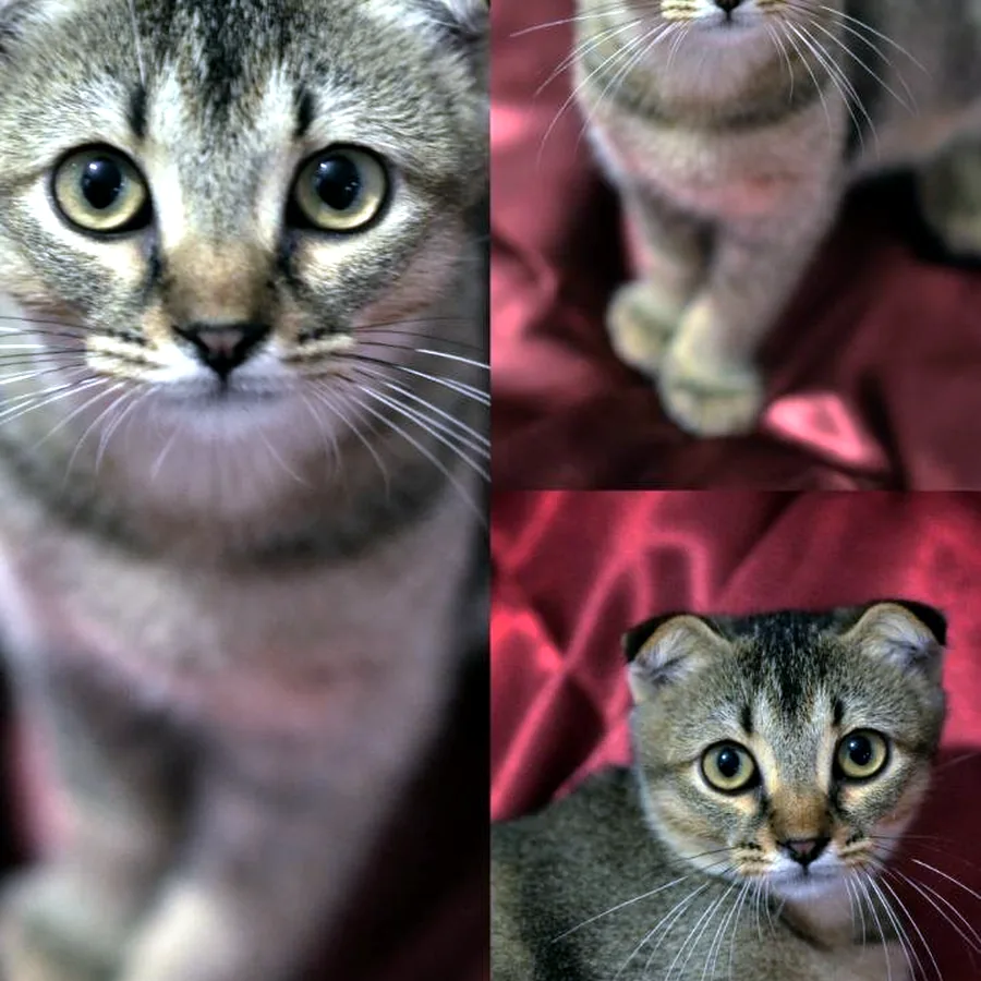Вислоухий котёнок, 4 месяца, ищет дом