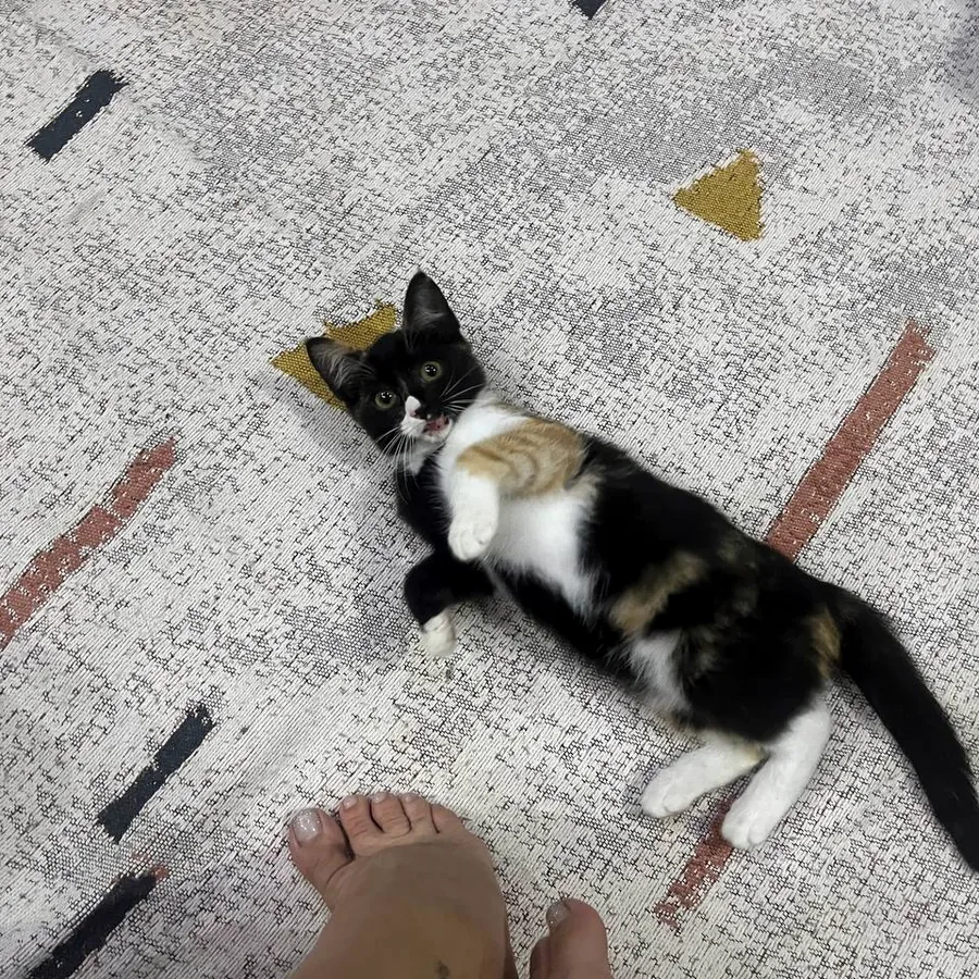 Котёнок в добрые руки, приучен к лотку