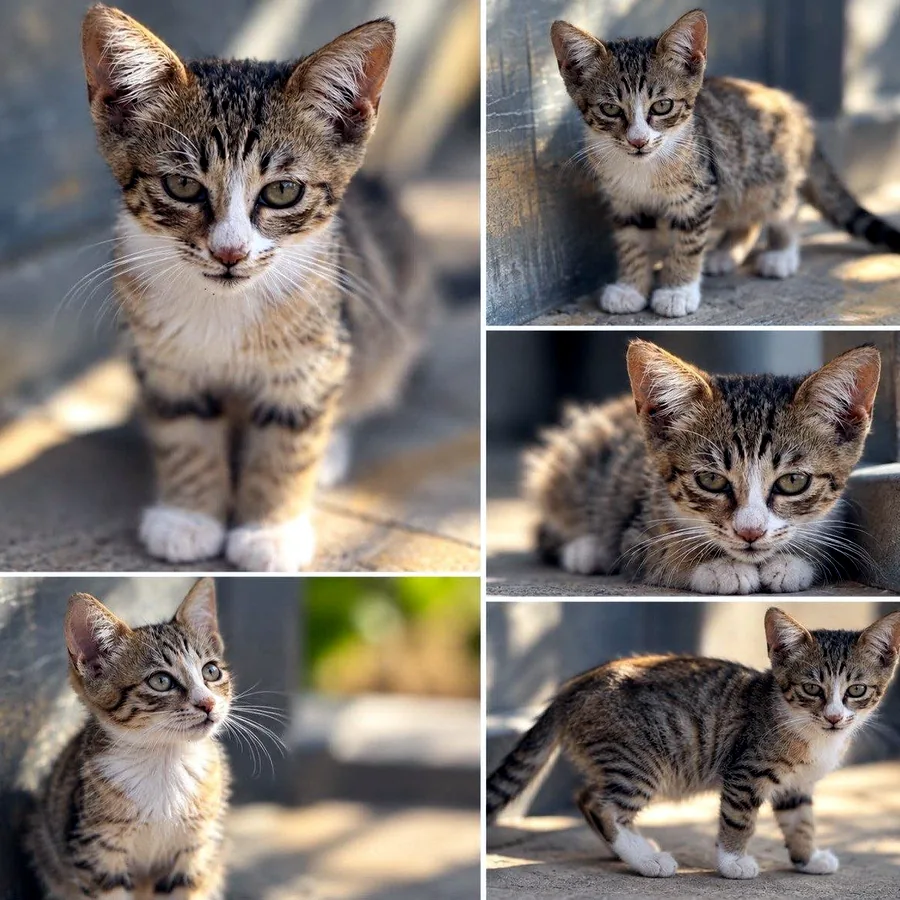 Котёнок в добрые руки