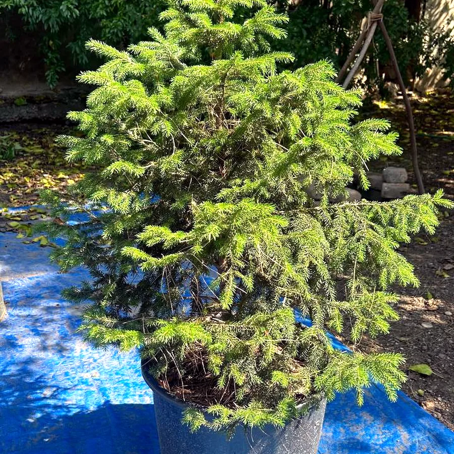 Живая ель, 3 года