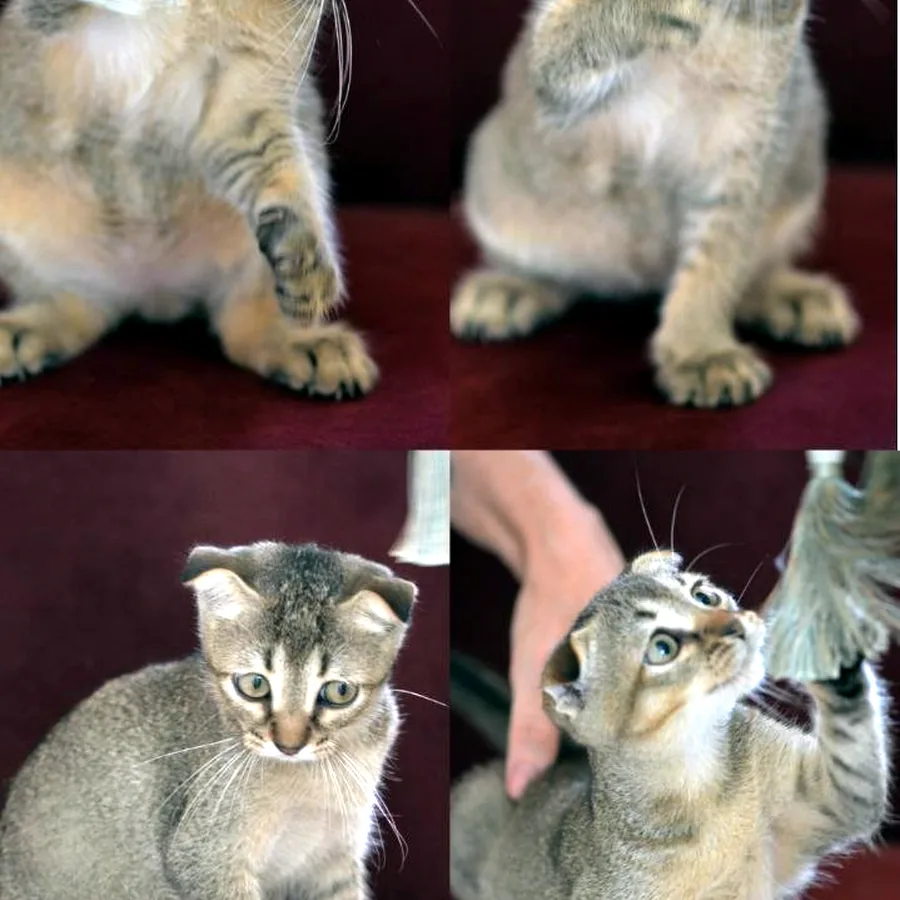 Вислоухий котёнок, 4 месяца, ищет дом