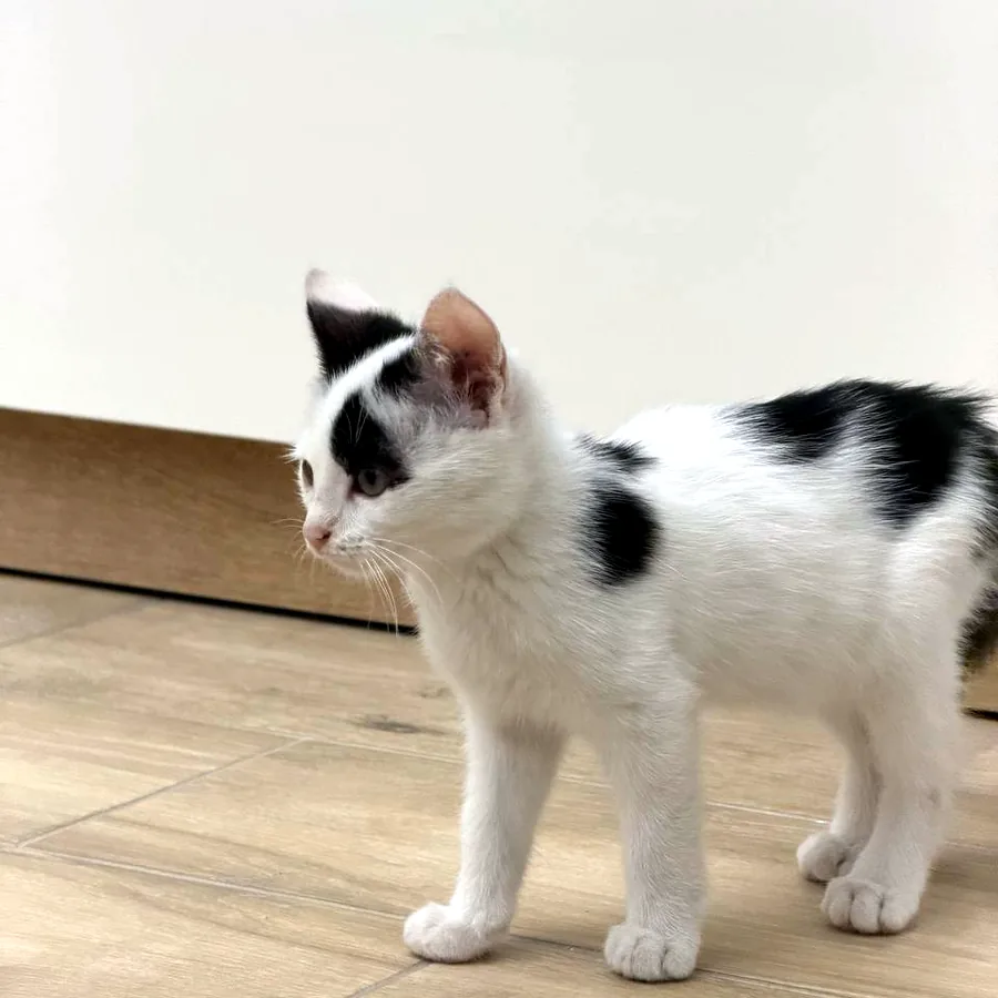 Котёнок Патч в добрые руки, Батуми