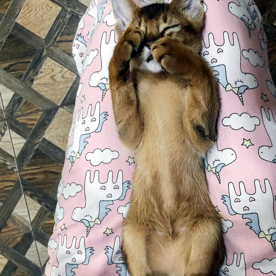 Котик абісинської породи в добрі руки