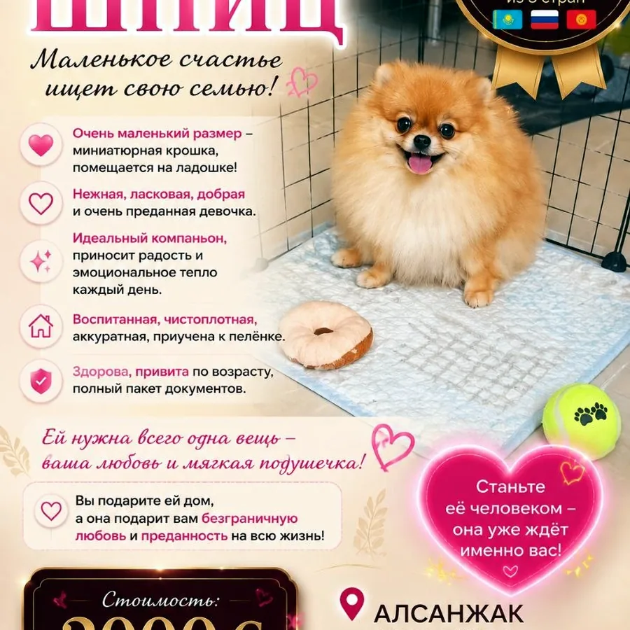 Малышка померанского шпица