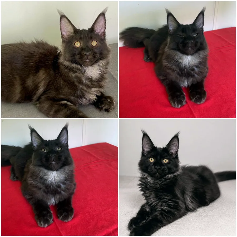Котята мейнкун, 5 месяцев