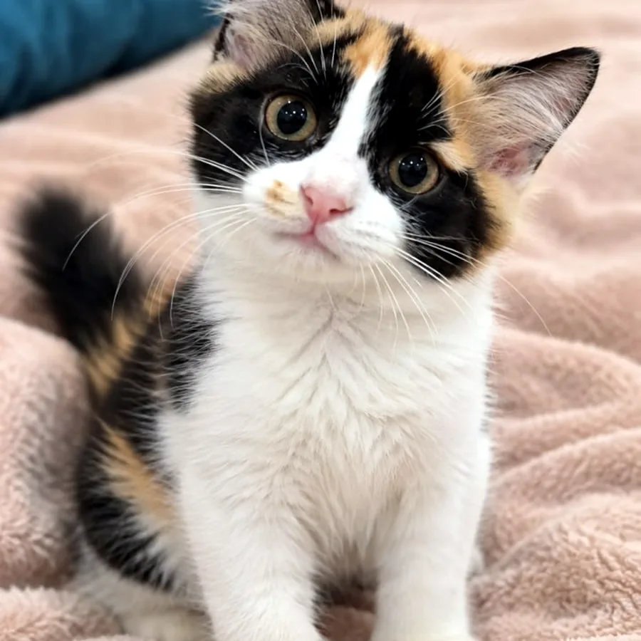 Котёнок девочка, 2,5 месяца