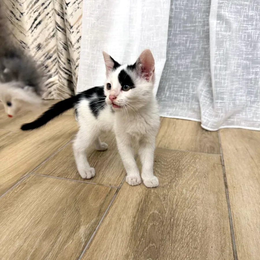 Котёнок Патч в добрые руки, Батуми