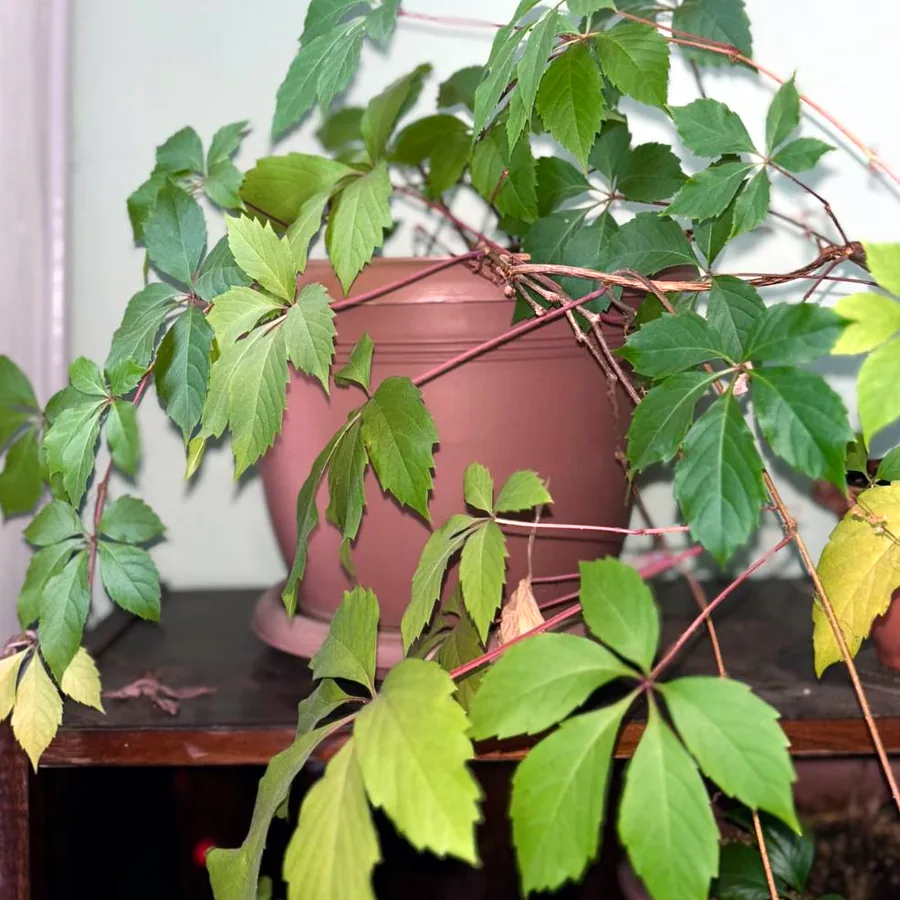 Декоративный виноград Parthenocissus