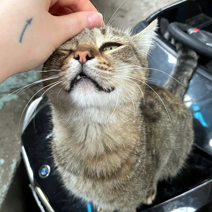 Кот Вагрик, 1,5 года, ищет дом
