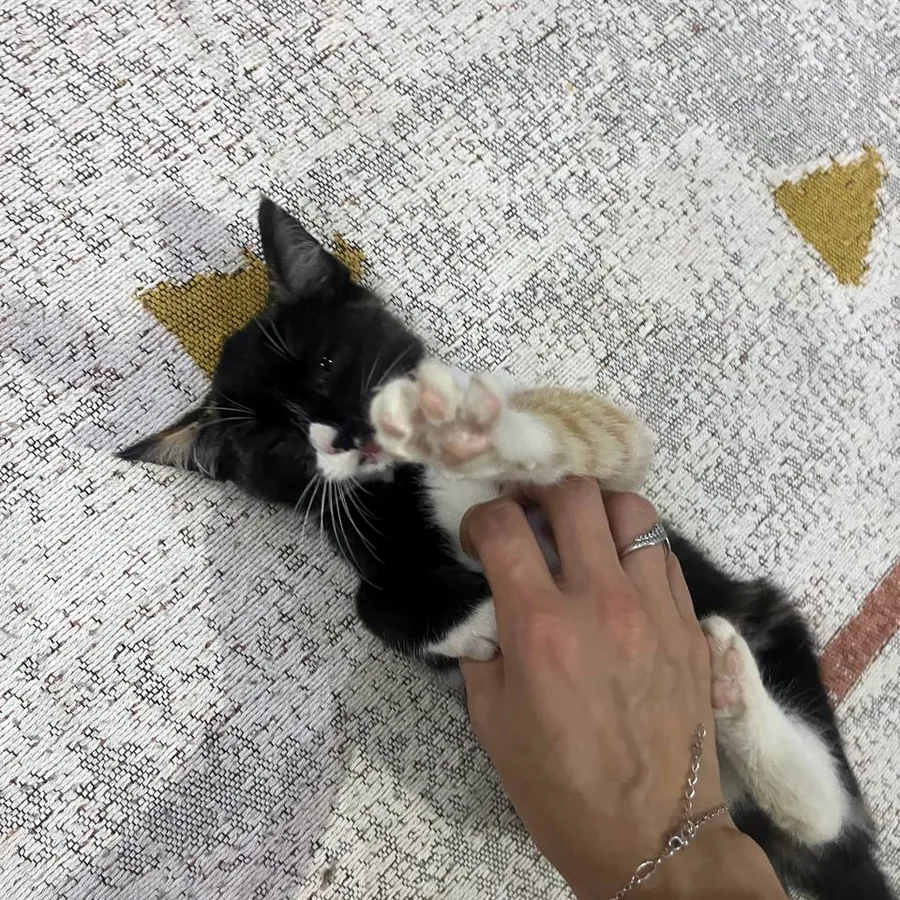 Котёнок в добрые руки, приучен к лотку