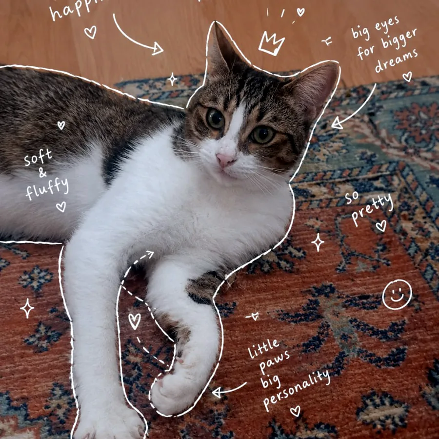 Котик в добрые руки, ласковый и нежный
