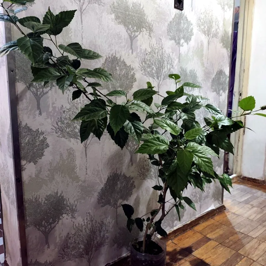Китайская роза с бутонами