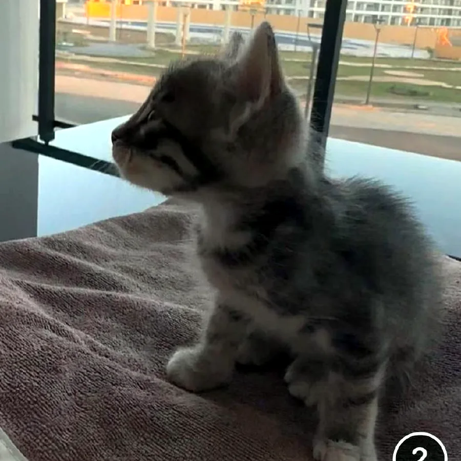 Котёнок в добрые руки, привит