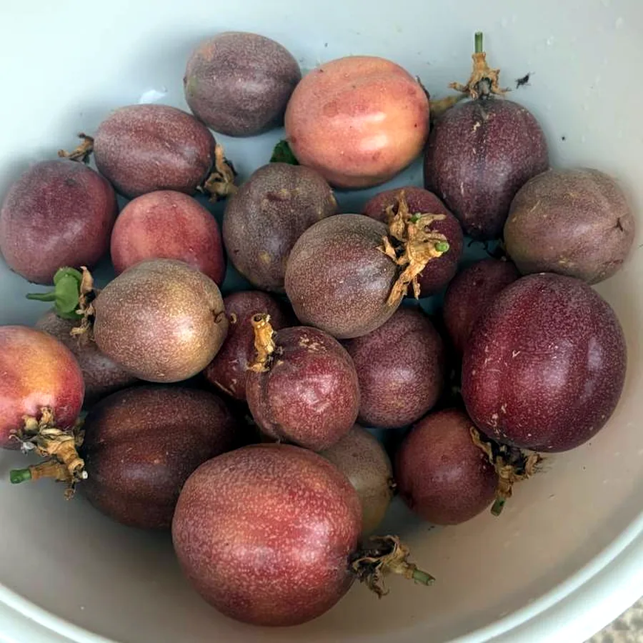 Маракуйя, 1,5 кг