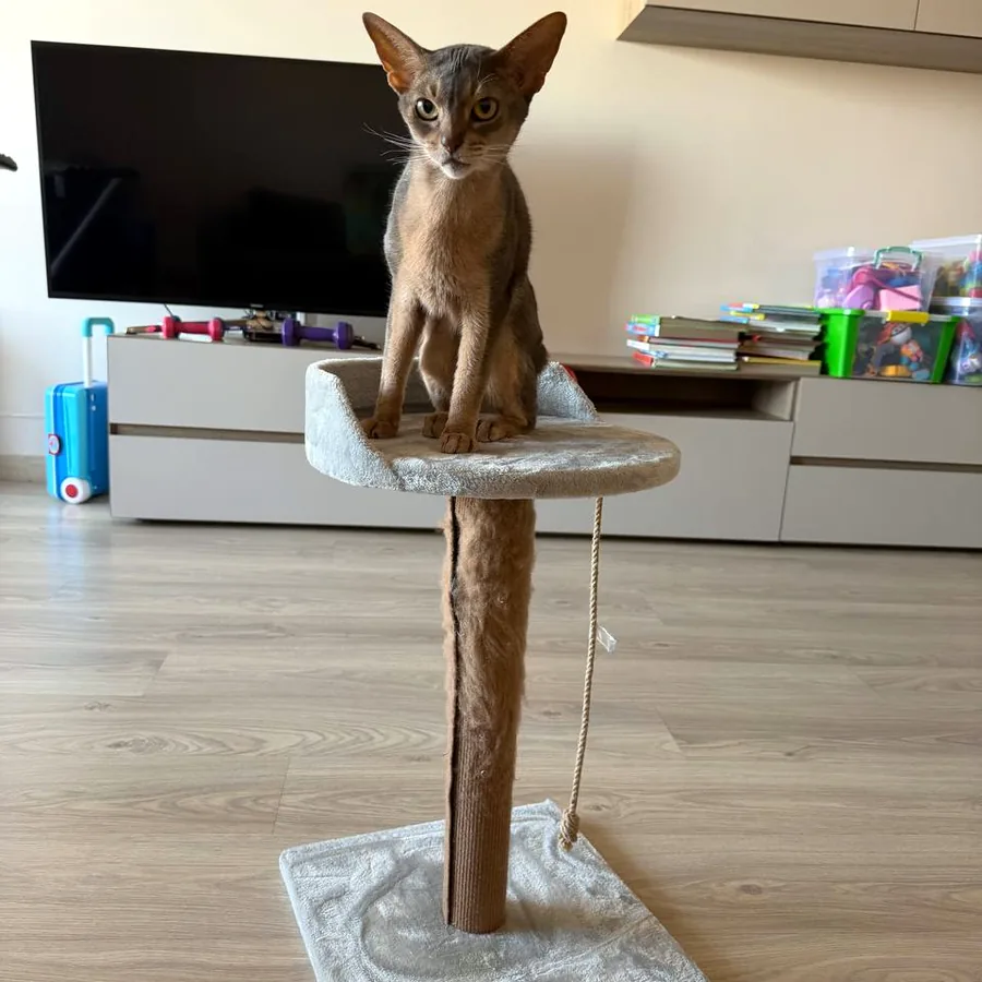 Когтеточка для кошки