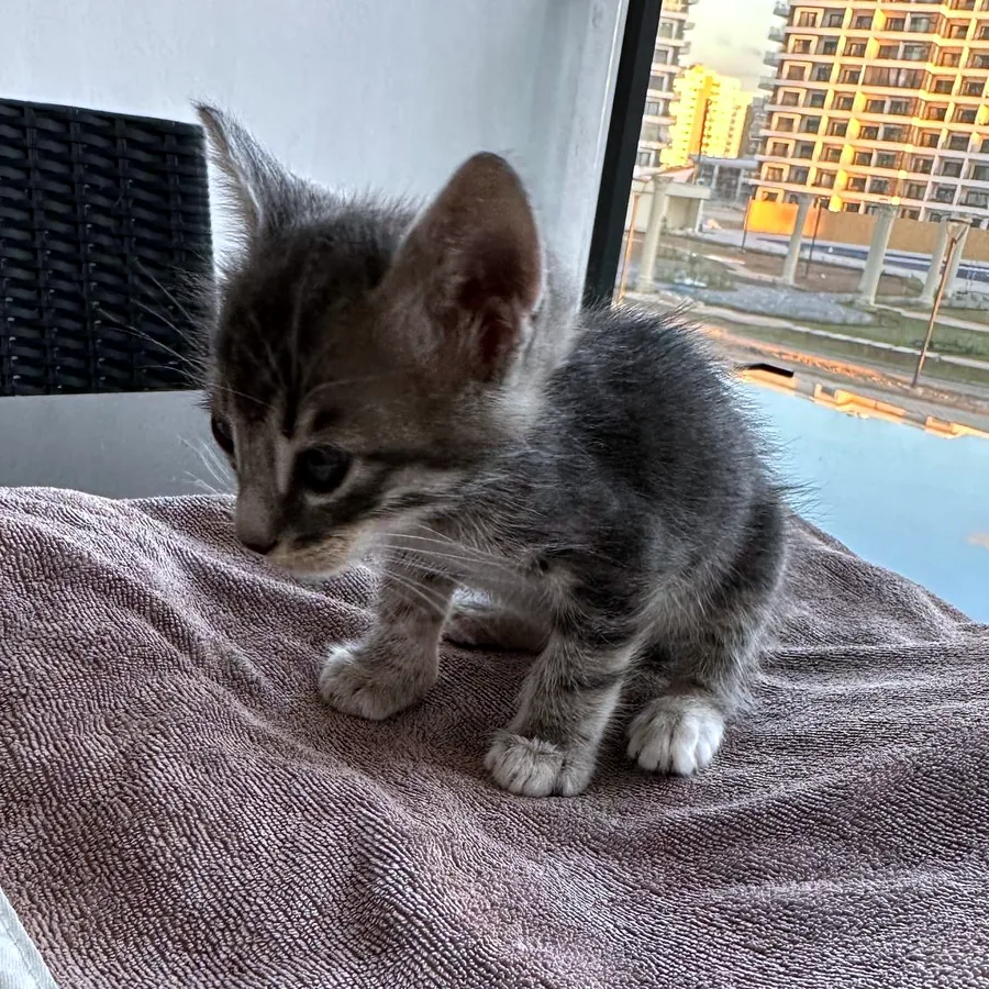 Котёнок в добрые руки, привит