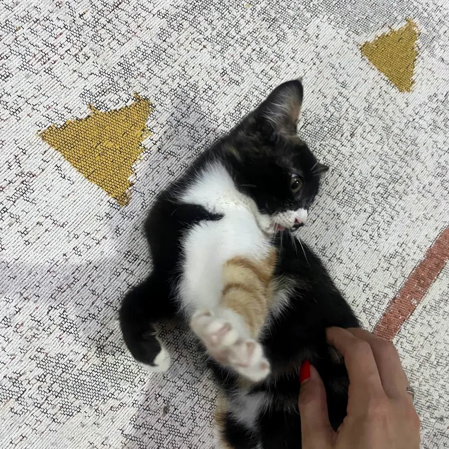 Котёнок в добрые руки, приучен к лотку