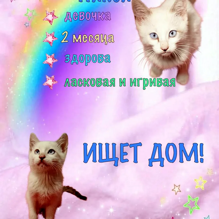 Кошечка Пикси, 2 месяца, в добрые руки