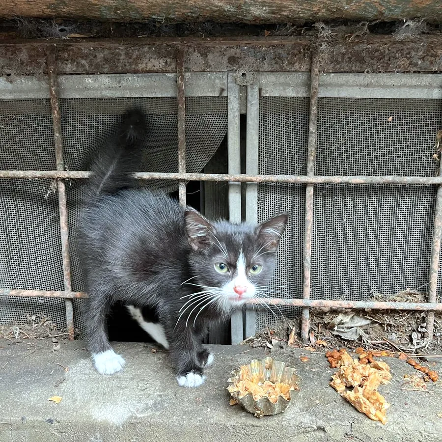 Котёнок в добрые руки, Чугурети