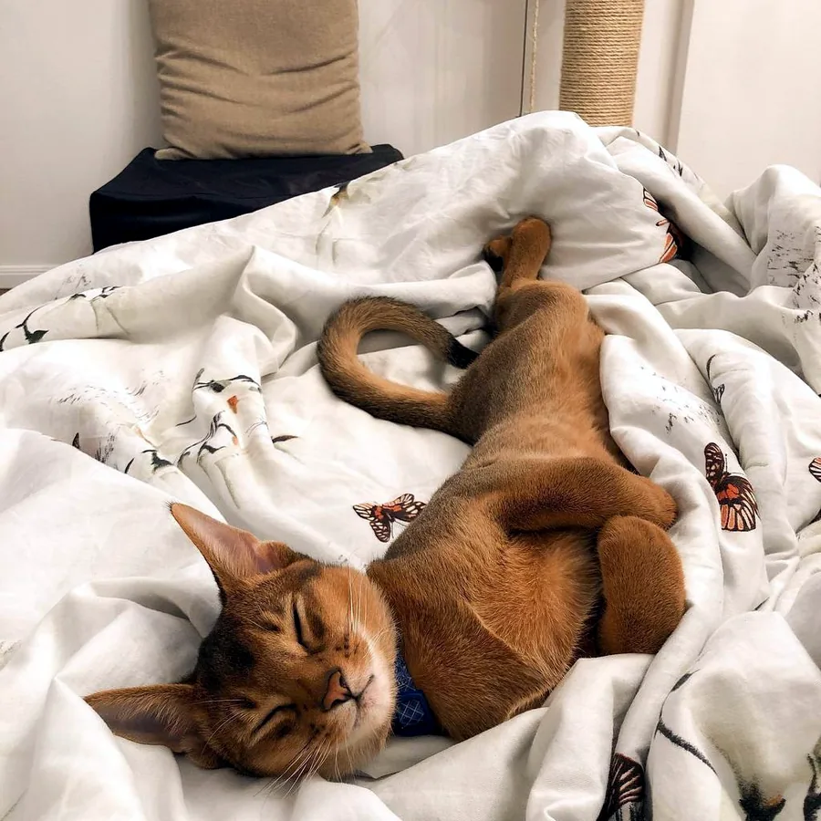 Котик абісинської породи в добрі руки