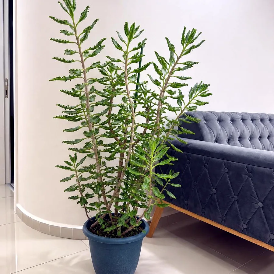 Каланхое, 250 TL