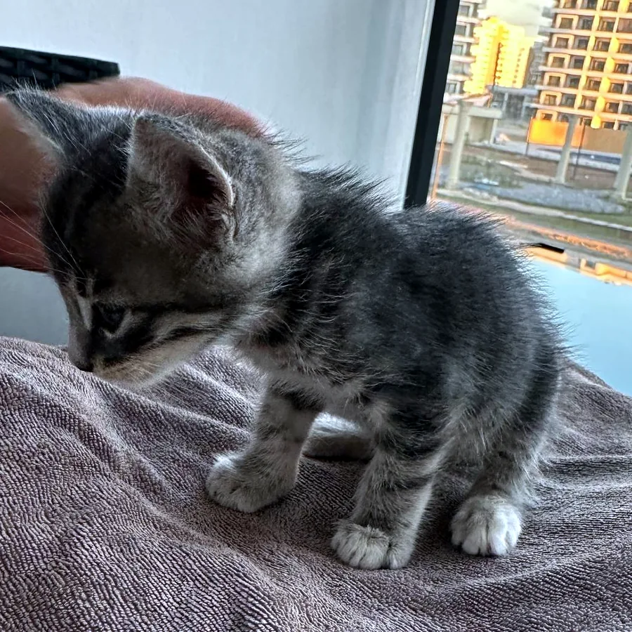 Котёнок в добрые руки, привит