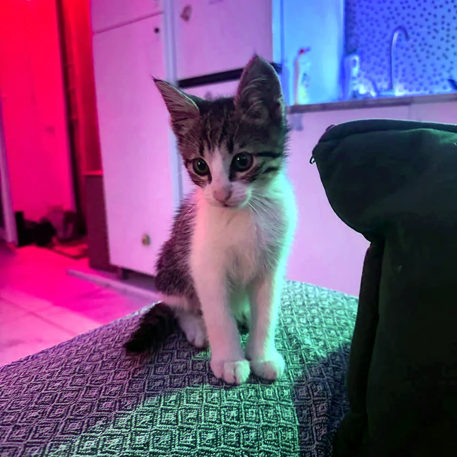 Котёнок в добрые руки, найден в подъезде