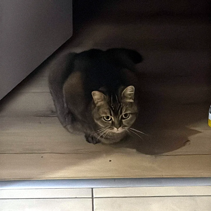 Кошечка в добрые руки