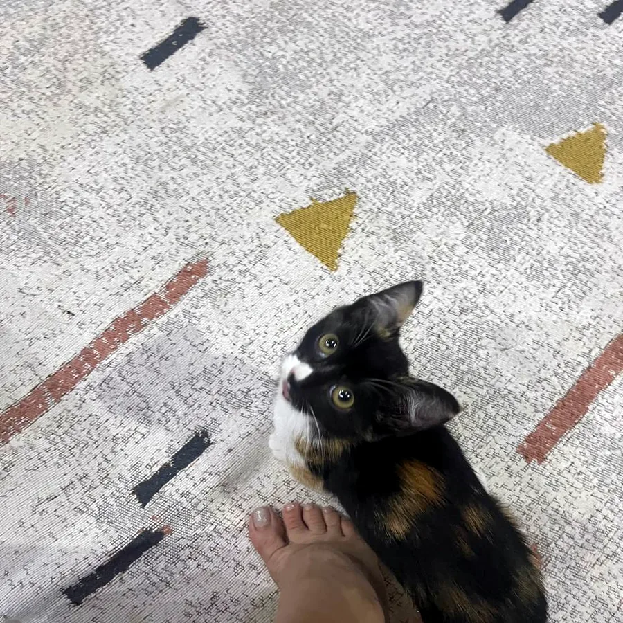 Котёнок в добрые руки, приучен к лотку