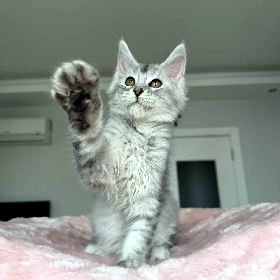 Котёнок мейн-кун, 3 месяца, с документами