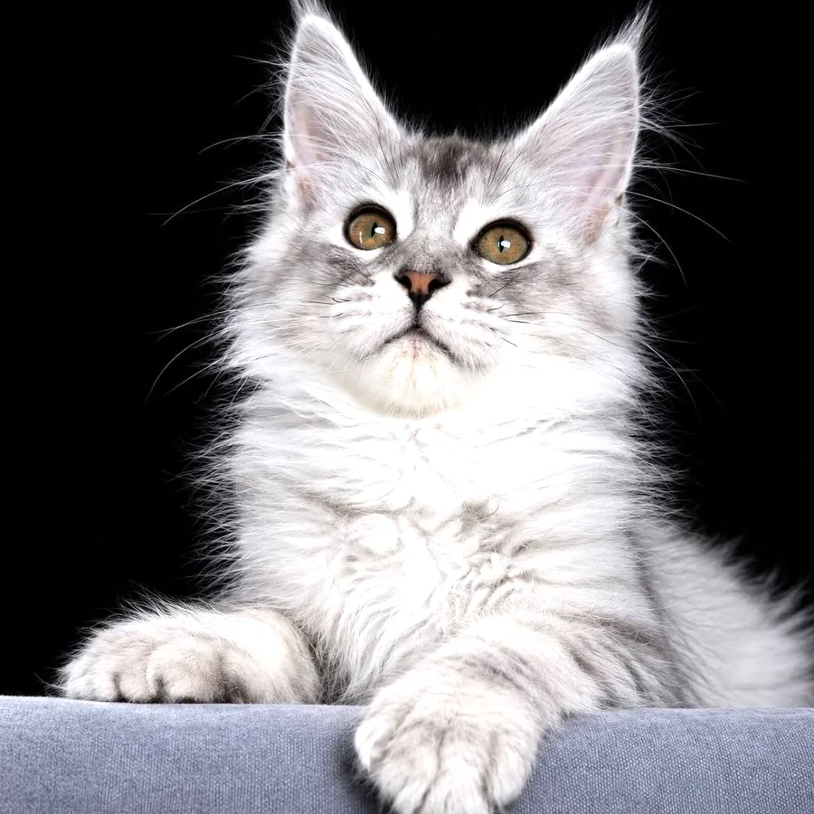 Котёнок мейнкун, редкий окрас, 3,5 месяца