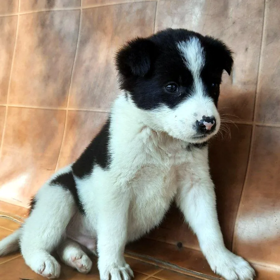 Котёнок в добрые руки, 1-2 месяца